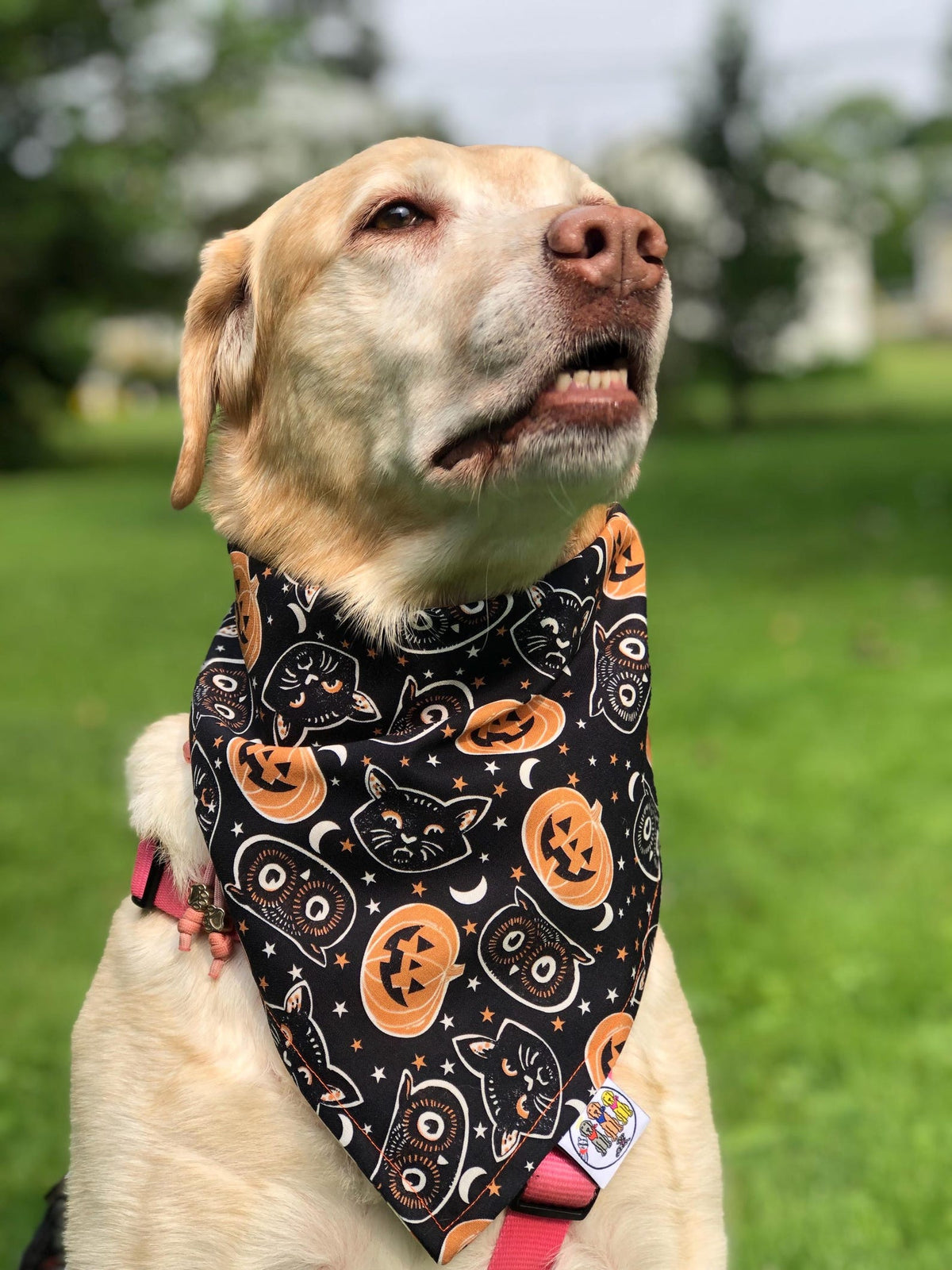 Halloween Pet Bandana